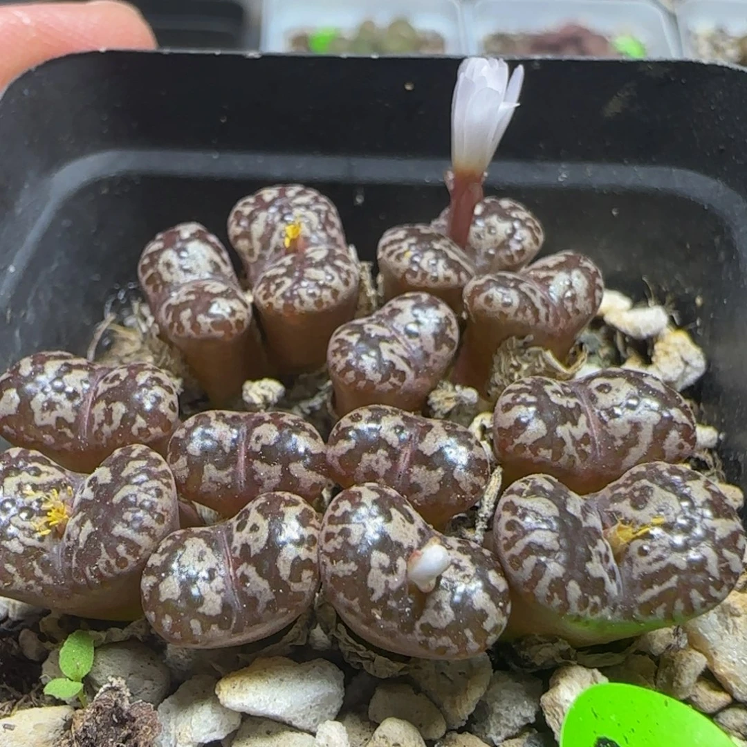 漂漂亮亮多肉植物864