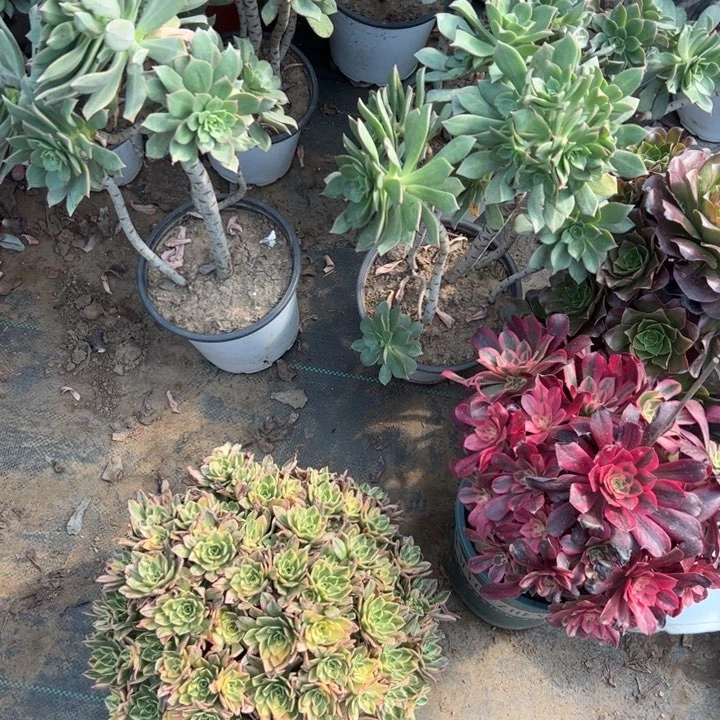 12甜茶多肉多肉多肉