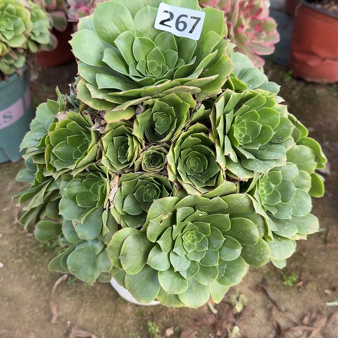 多肉植物绿羊绒267
