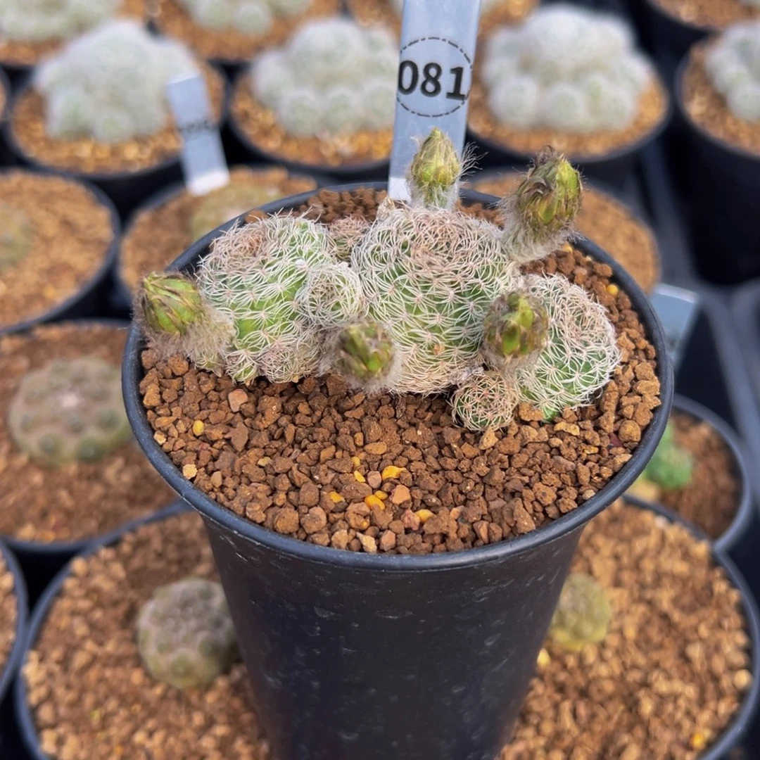 简***寻丽花仙人球多肉植物081