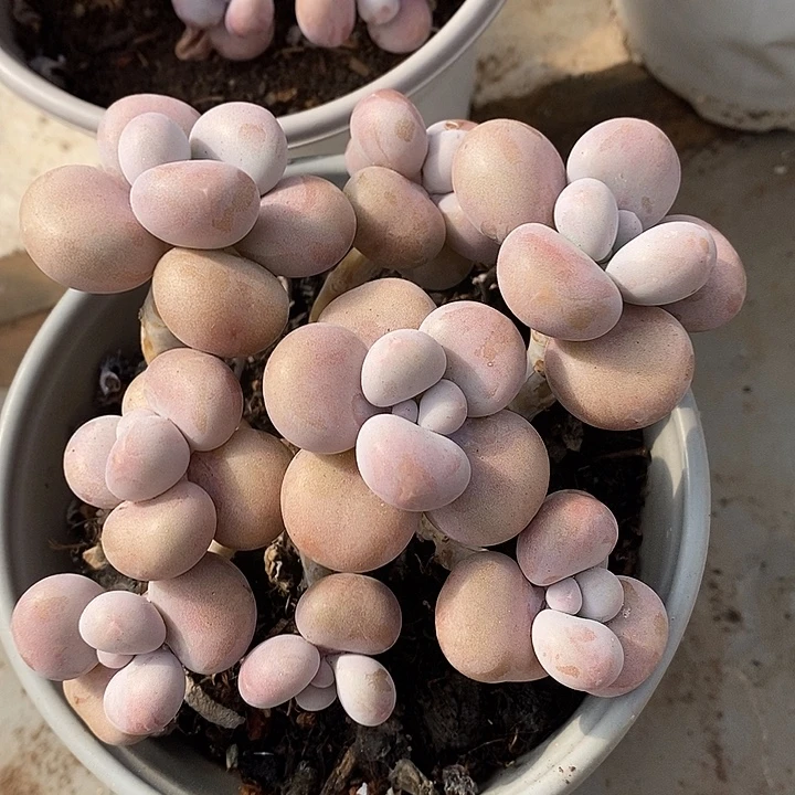 胭脂精品多肉挑蛋002