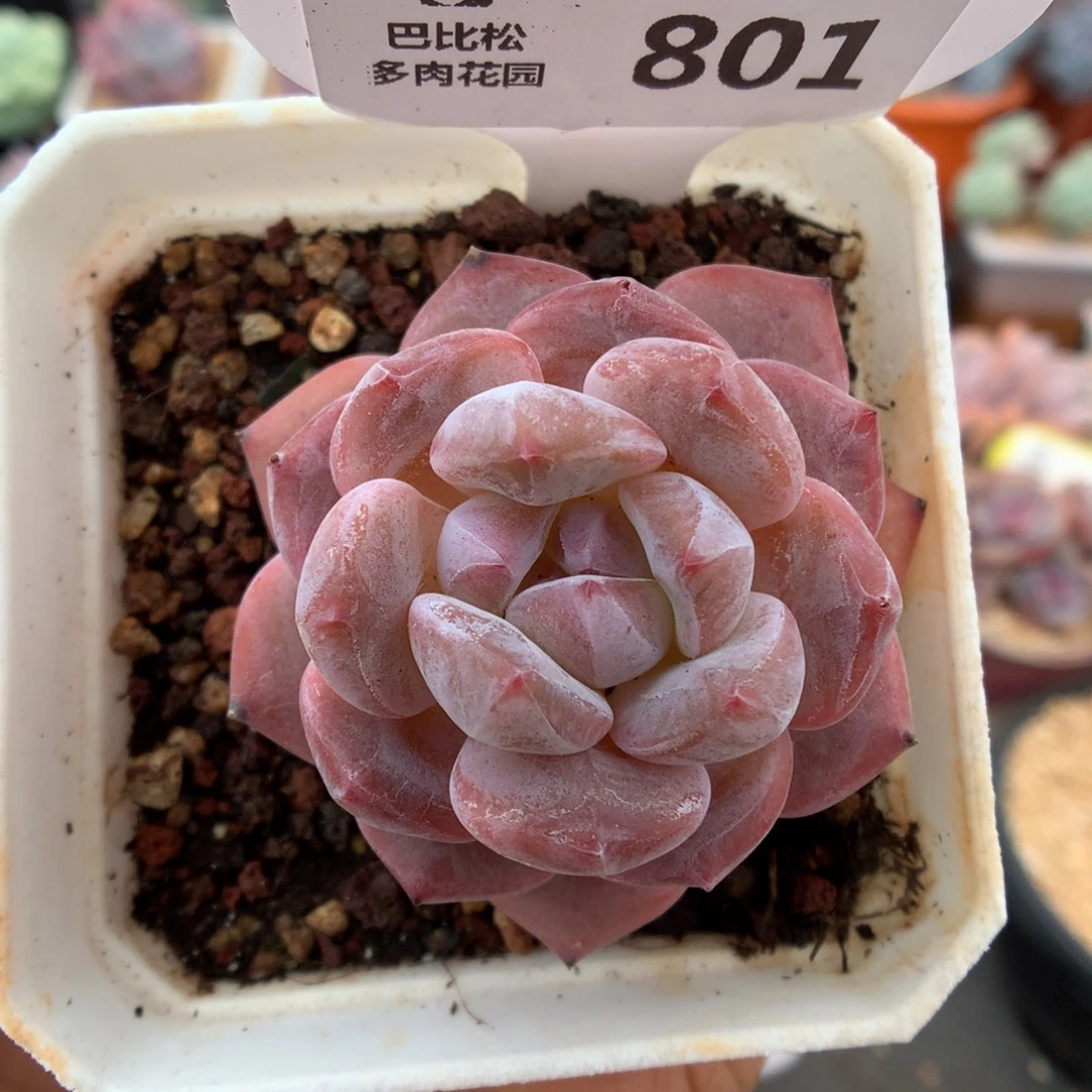 801石榴籽星影多肉植物