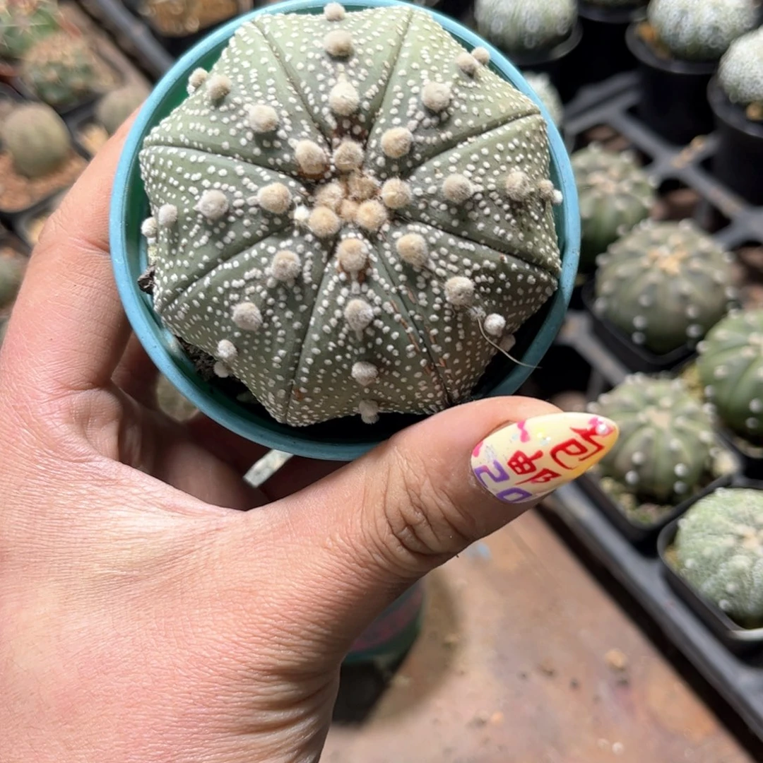 ?****星24231一物一拍单头发货