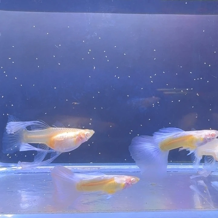 八***牙海水鱼蓝白绣球两对