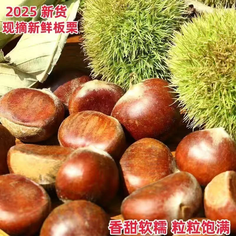 新鲜现摘高山板栗甘甜清脆鲜香软糯栗子