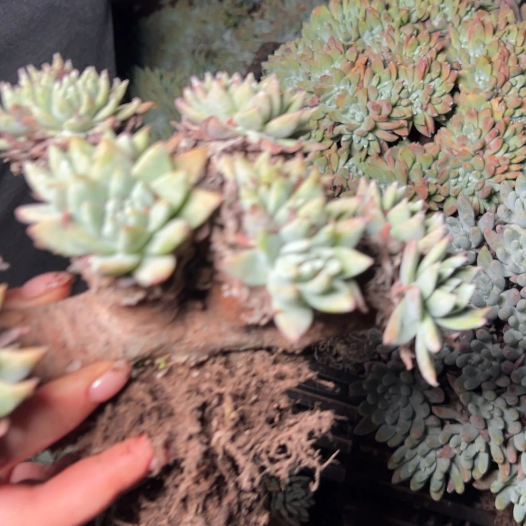 1855哈哈哈哈哈哈哈