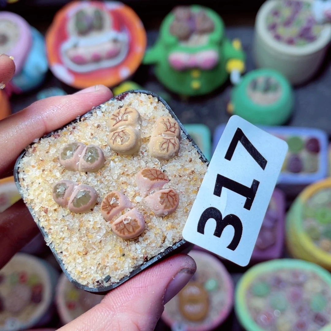 317生石花带盆发