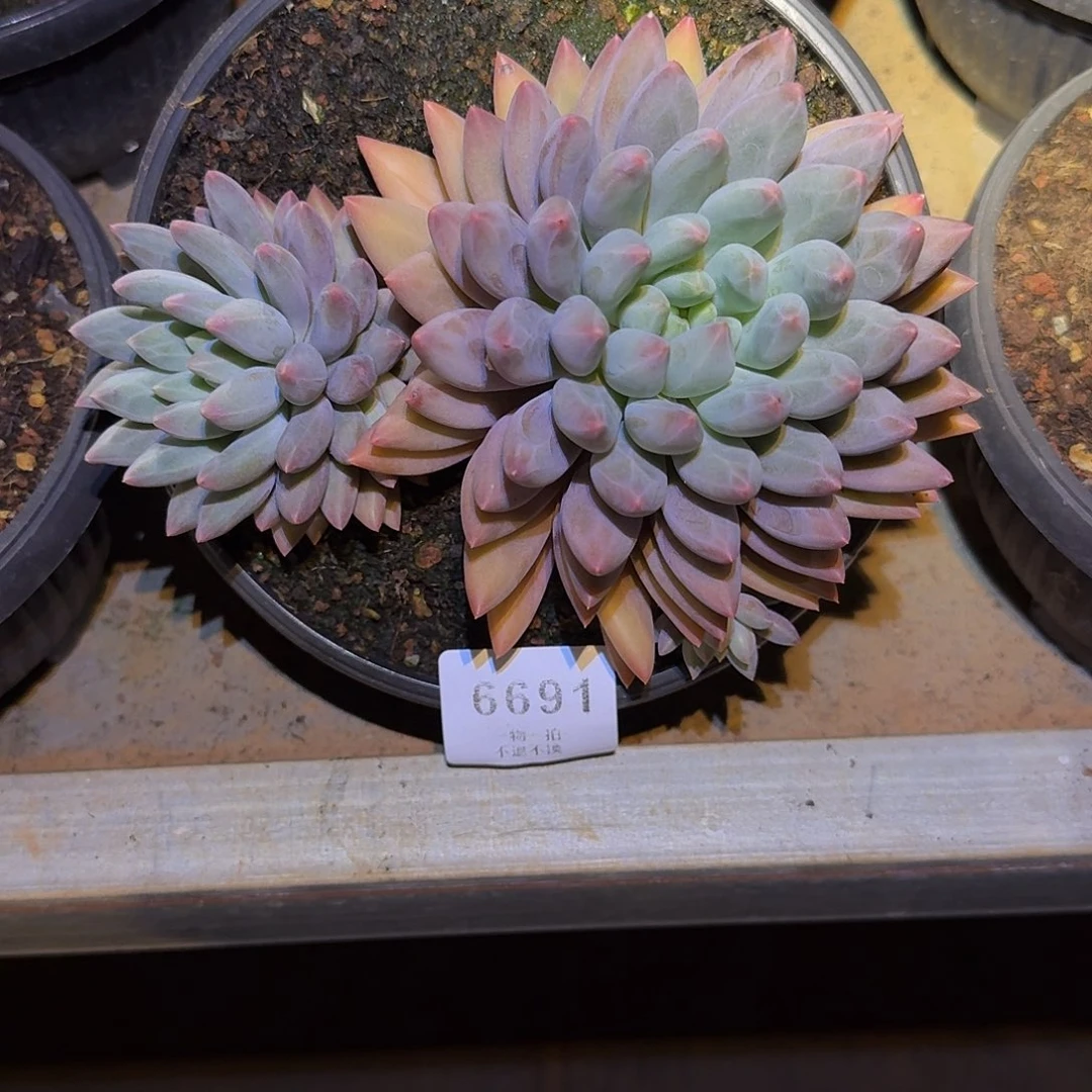 松****6691号玻璃球多肉