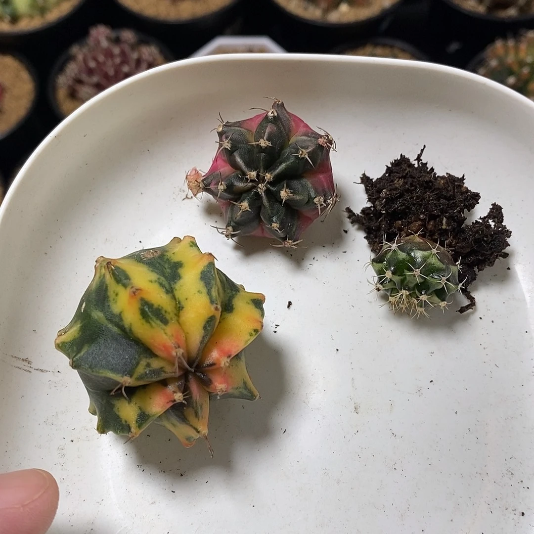 杨***。米哈仙人球侧芽三颗
