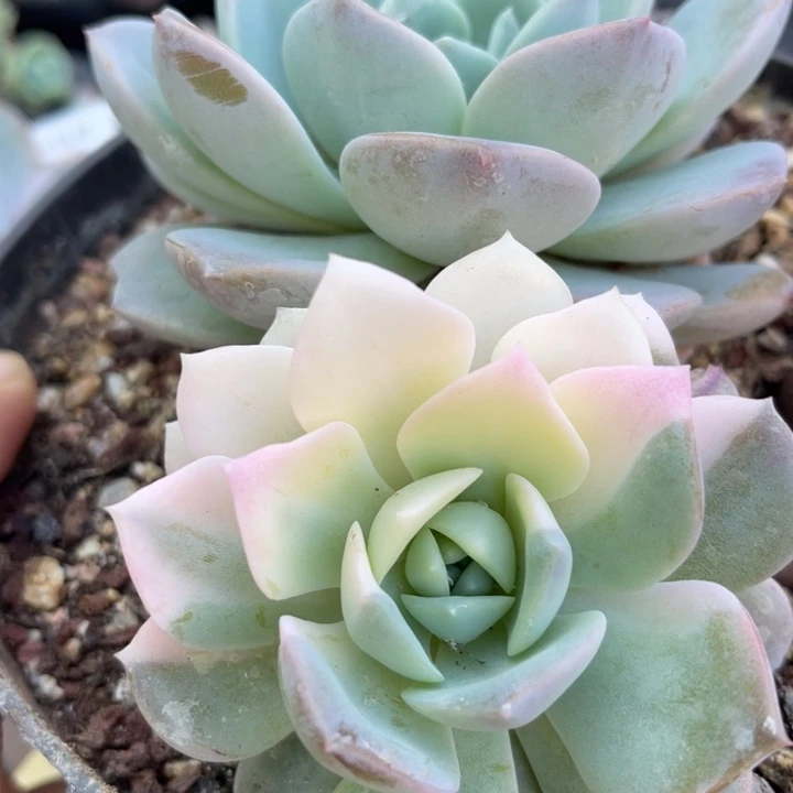 纯爱锦多肉植物多肉植物