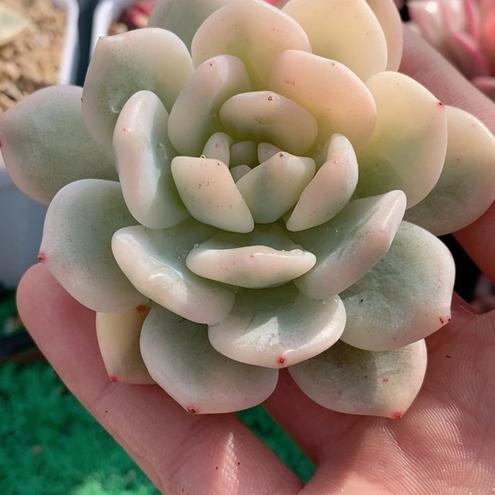 星颖锦多肉锦景天