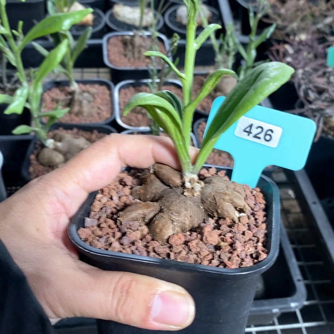 产地海星厚炖菊一个