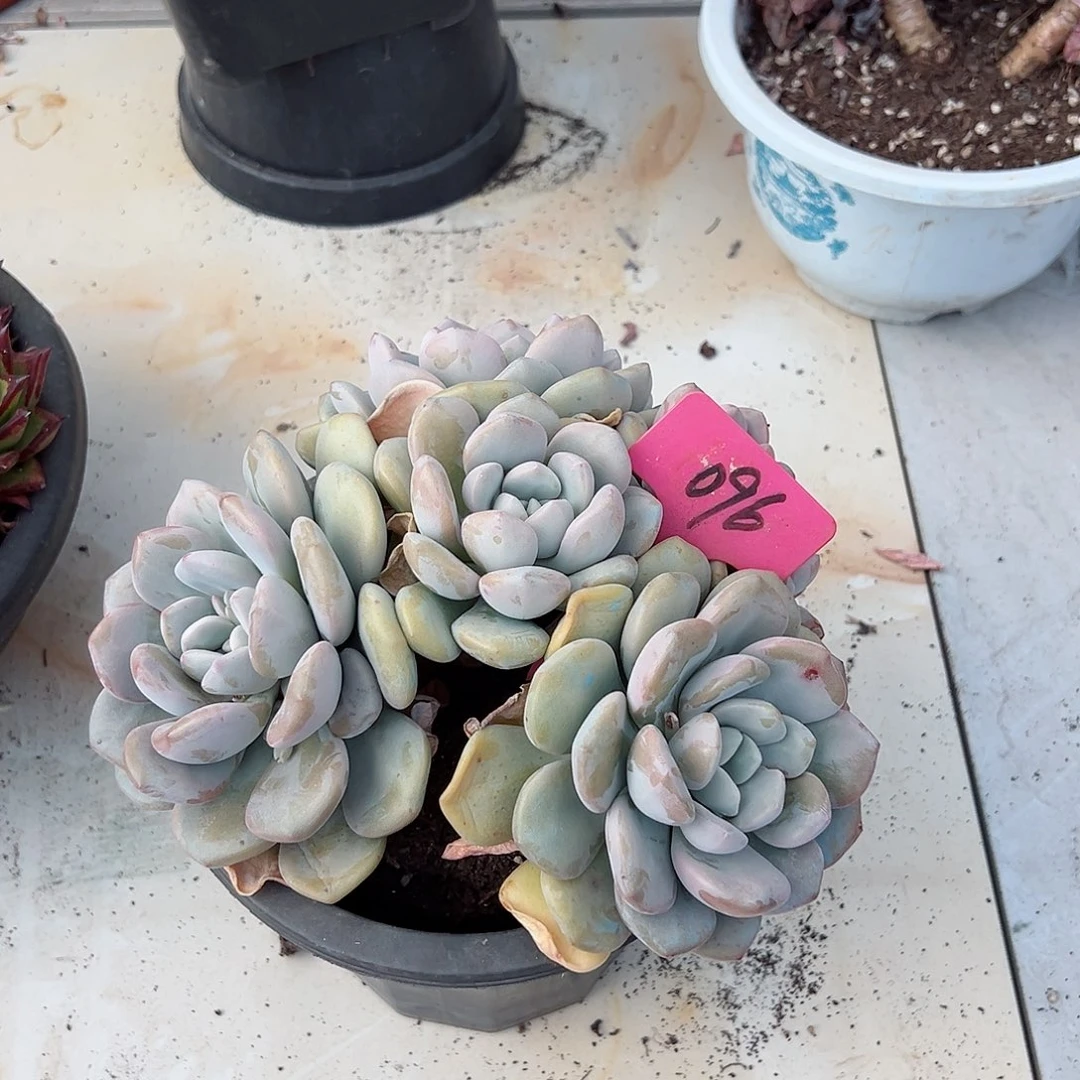 可*096白露多肉植物