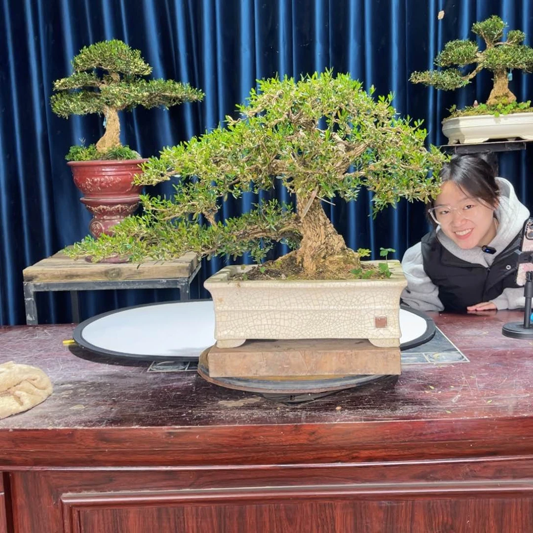 四季常青老桩黄杨盆景