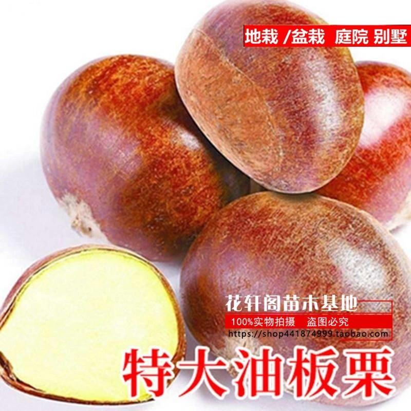栗子树苗北方种油板栗苗嫁接当年结果南方种植特大大红袍地栽