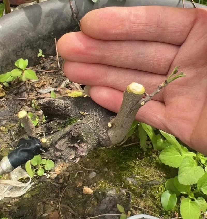 老鸦柿金弹子品种嫁接苗