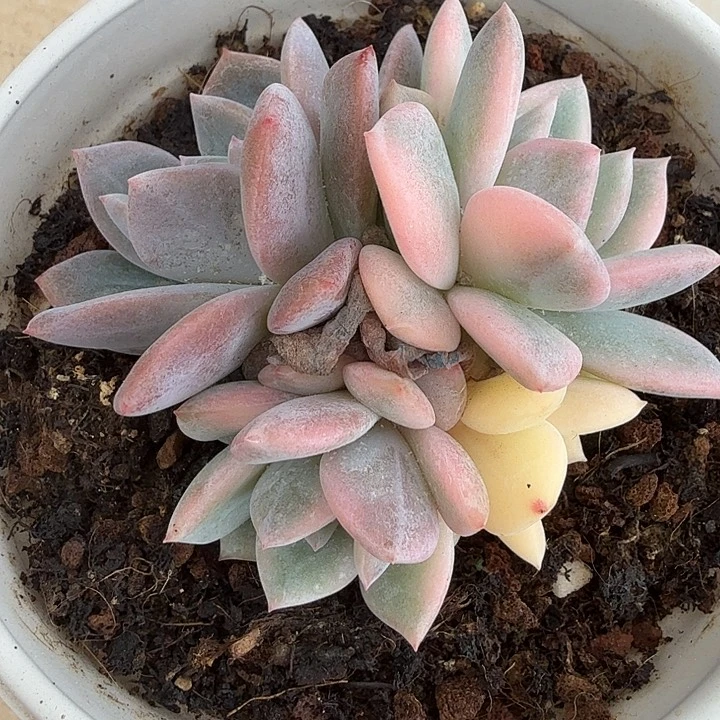 小*丁专拍一物一拍多肉植物