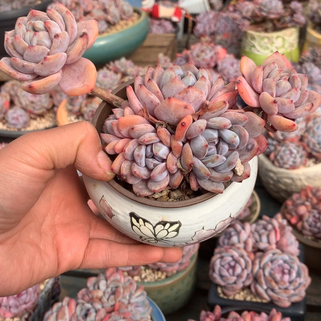 无花朵哈哈哈哈哈哈哈哈哈1
