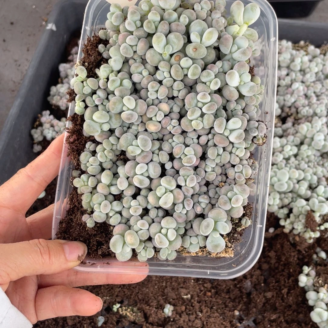 汐***瑶糕大上多肉植物651