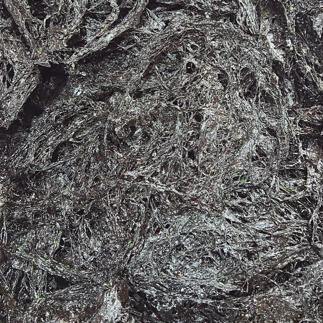 福建头水紫菜 干净无沙，直接免洗下锅250克