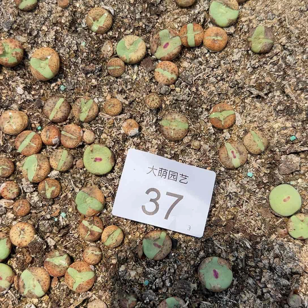 000037量拍37号红嘴1颗尺寸1.1上下