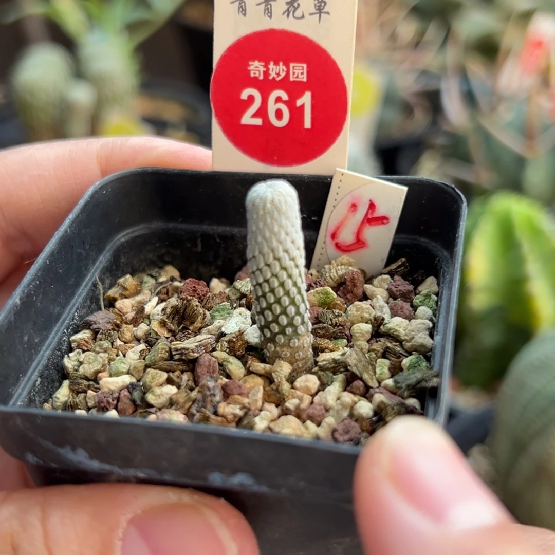 实生精巧丸一棵仙人球
