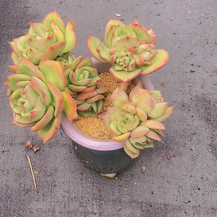 1349多肉植物老桩