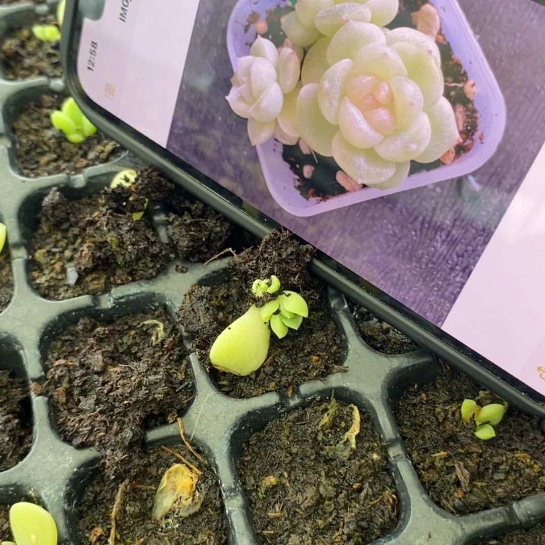 穴盘财富1苗苗一个