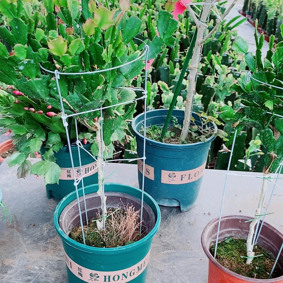 ʕ***ᶫ无花朵叶仙嫁接一物一拍