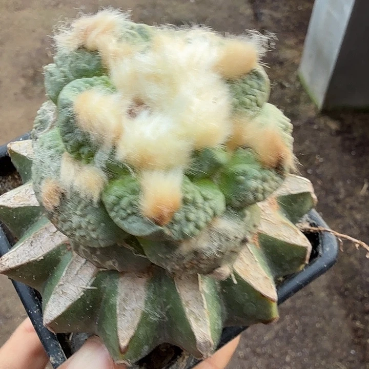 无花朵587白肌菜花牡丹