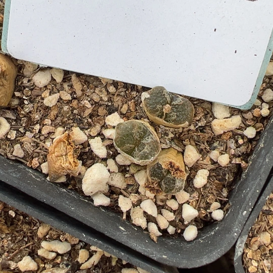 5-215肉锥多肉植物，