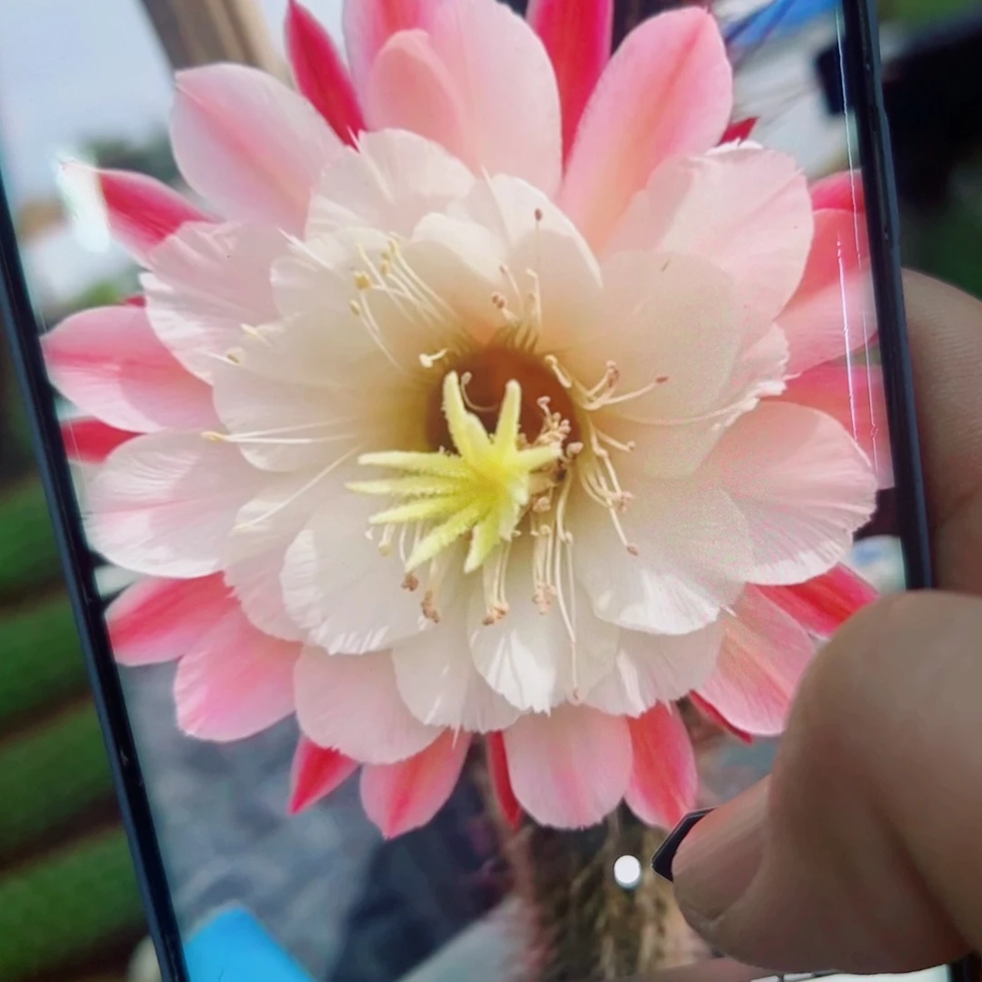 下4金妞少女心歪无根侧芽5公分左右20包邮