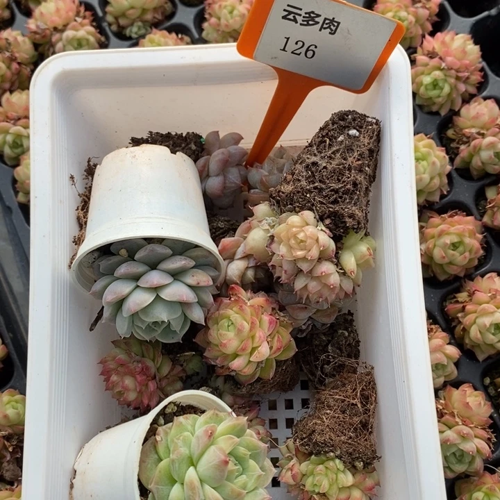 D126- 直播福利 框拍