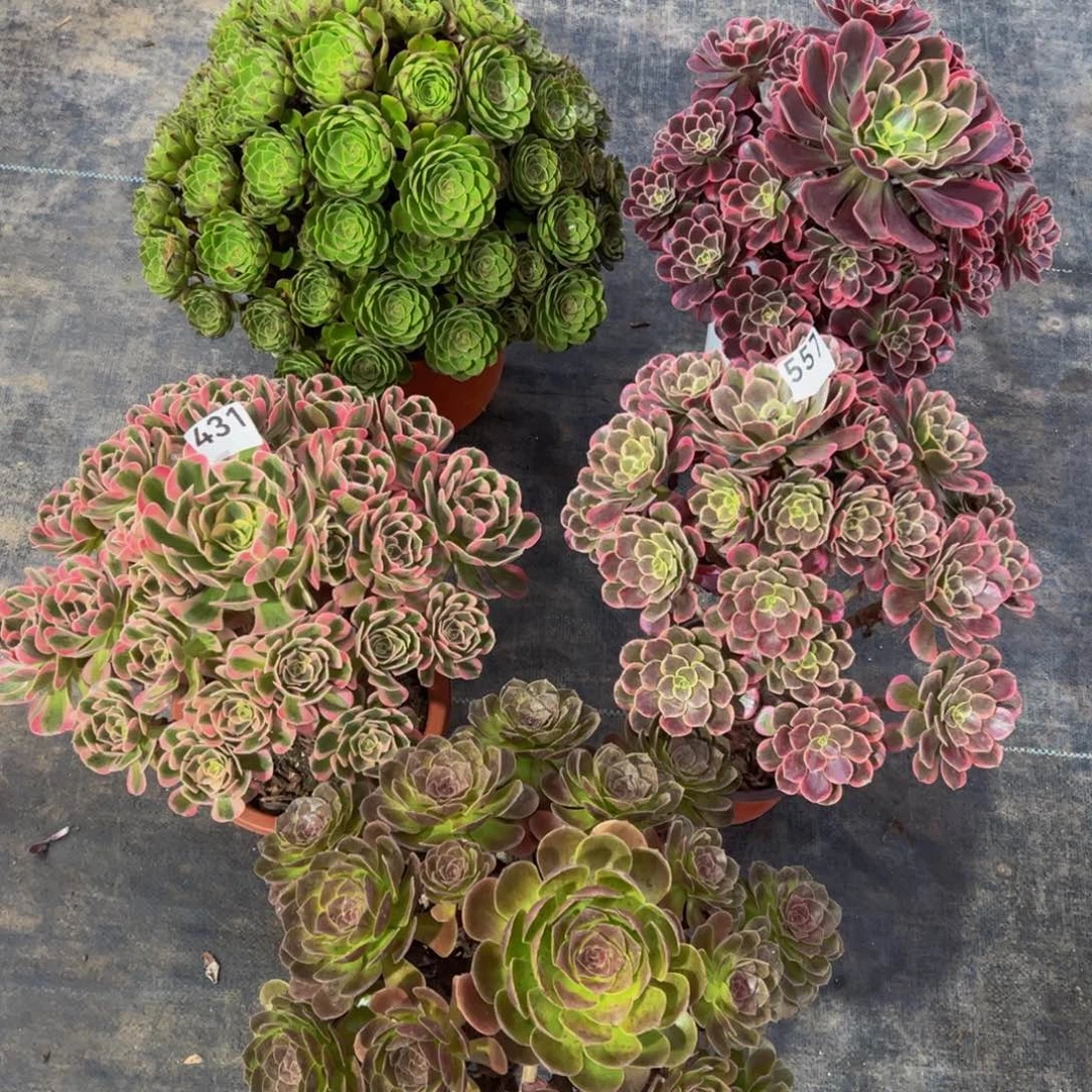 五颗组合557.43111111