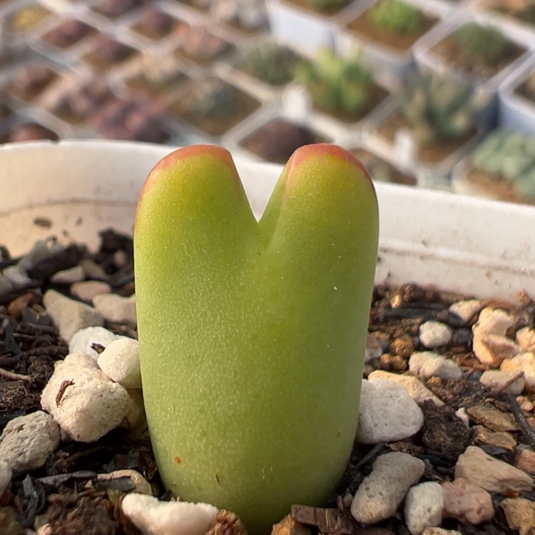 61多肉植物百科植物