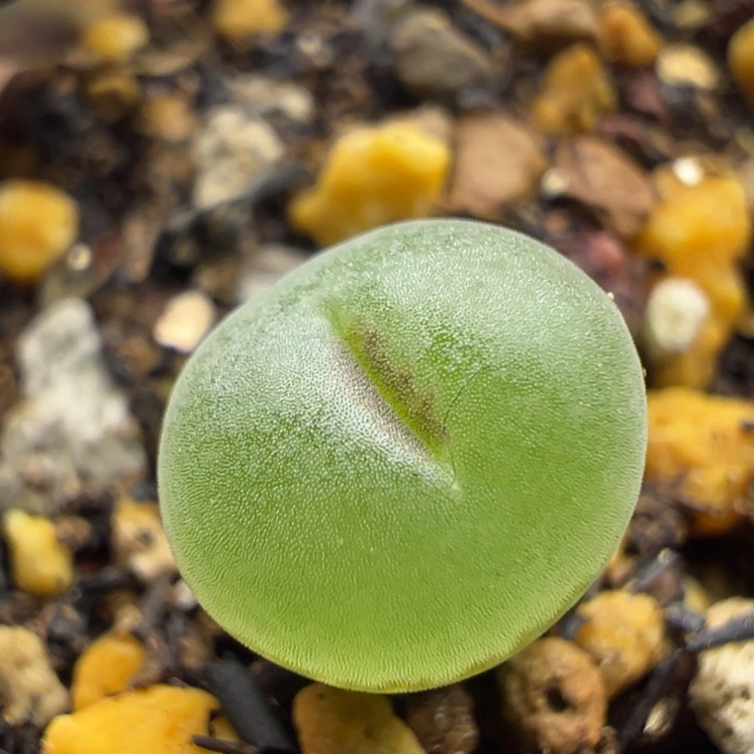 粉红女郎纽扣母本一物一拍