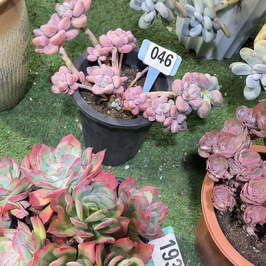 红天使多肉植物保护046