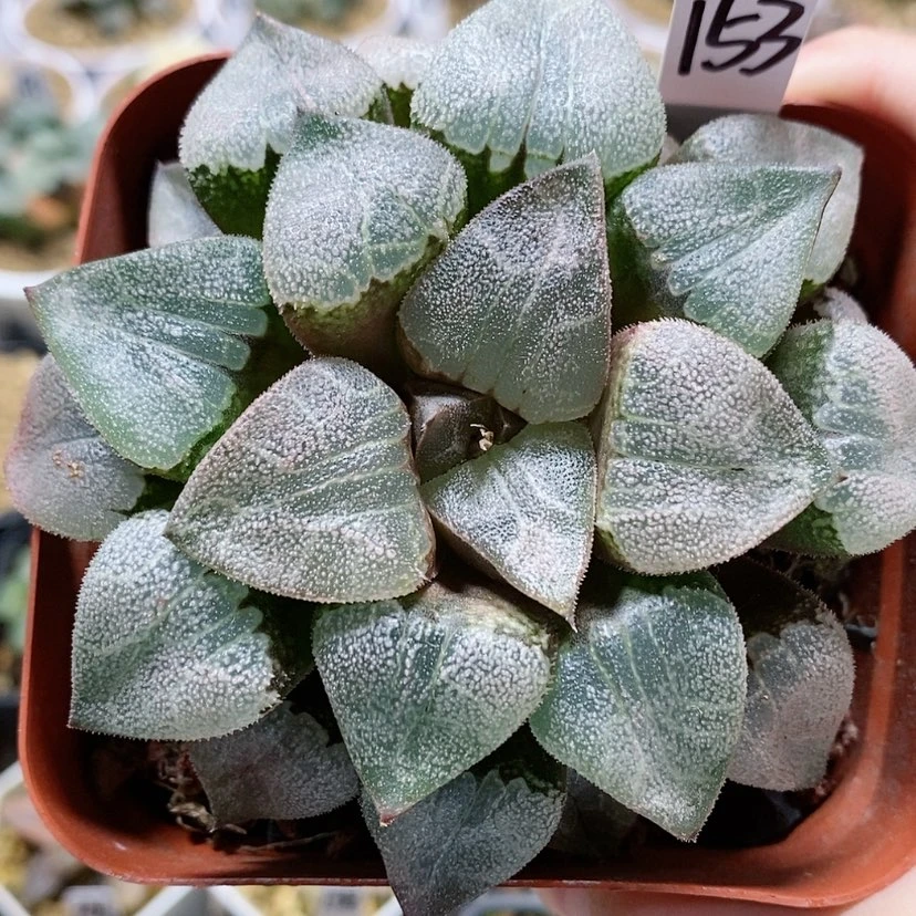 【闪购商品】153千山雪克