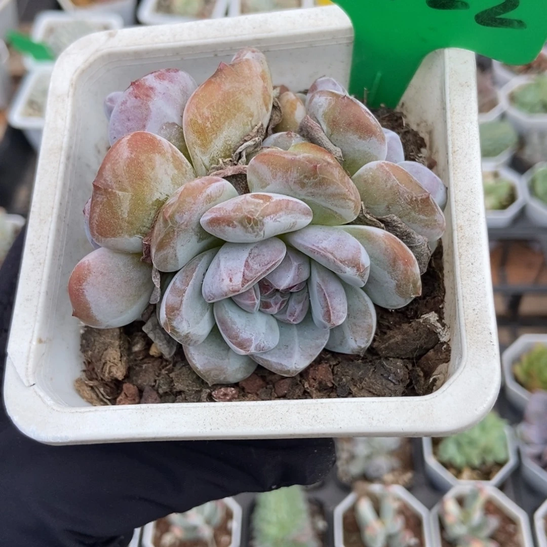 3122石榴籽多肉植物多肉