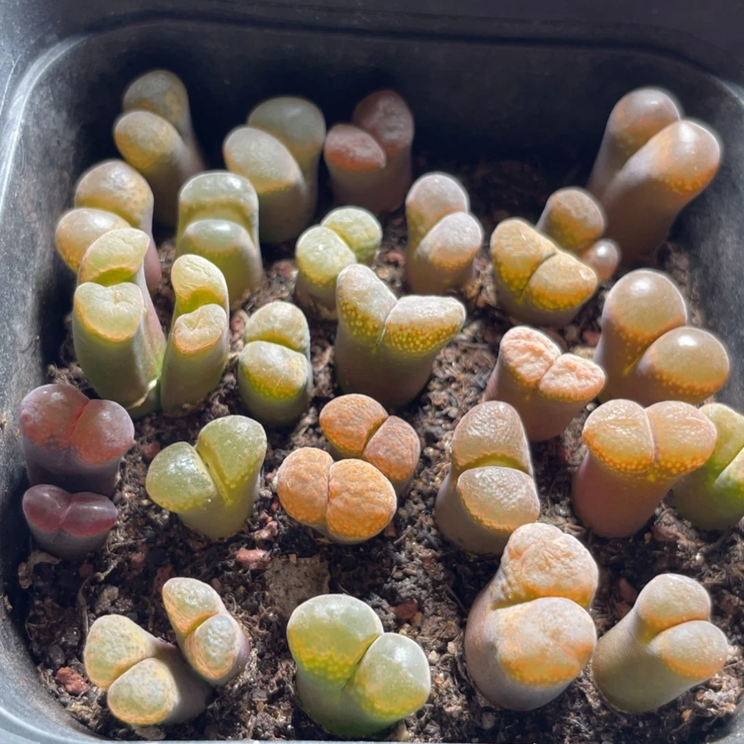 今晚大盆特价更新～19