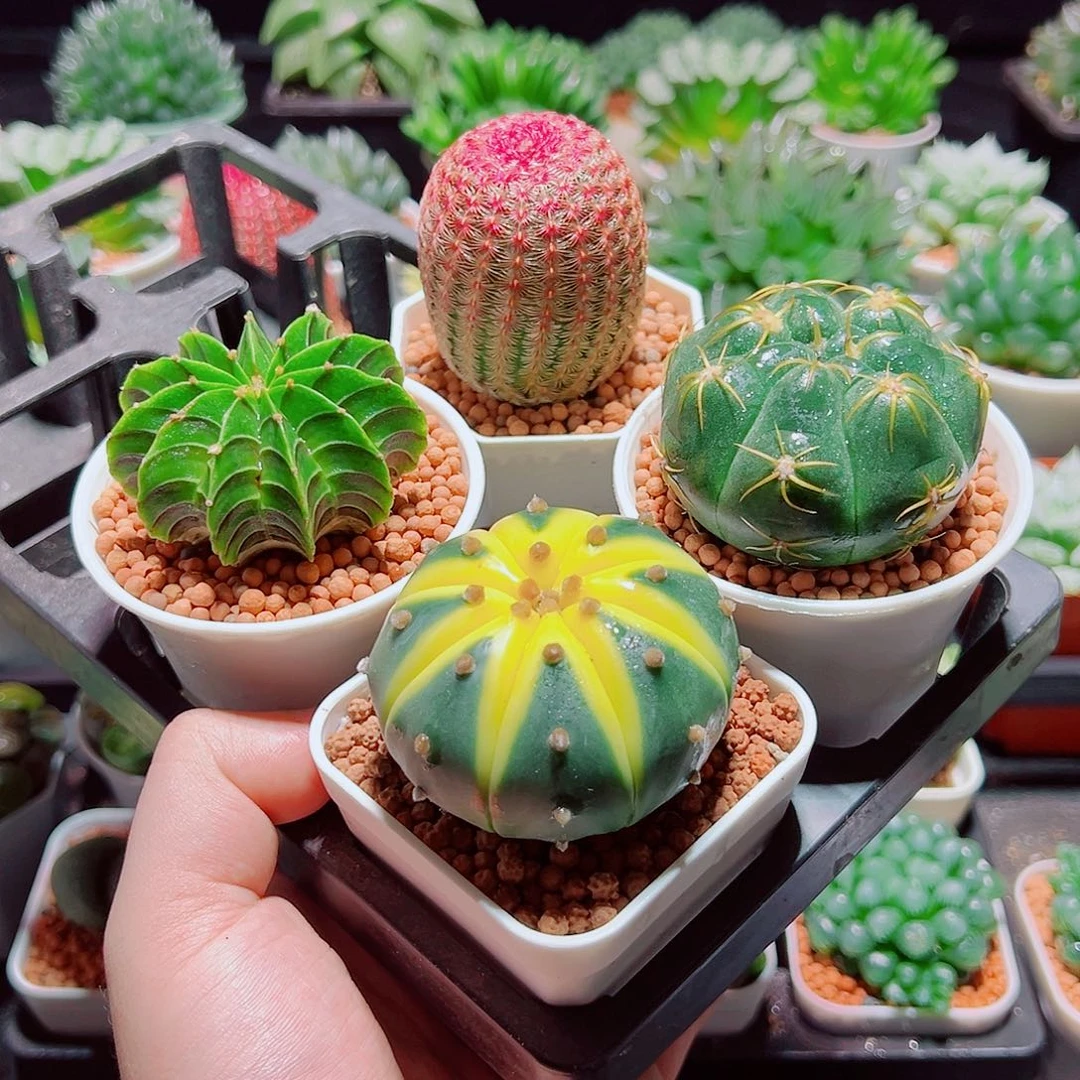 星兜锦红太阳肋骨海王原盆土