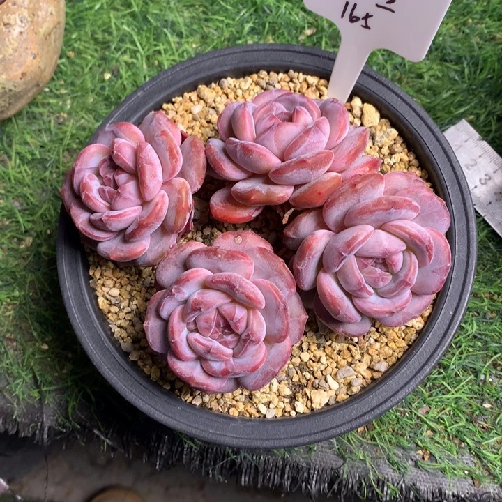 石榴汁星影好看多肉发货