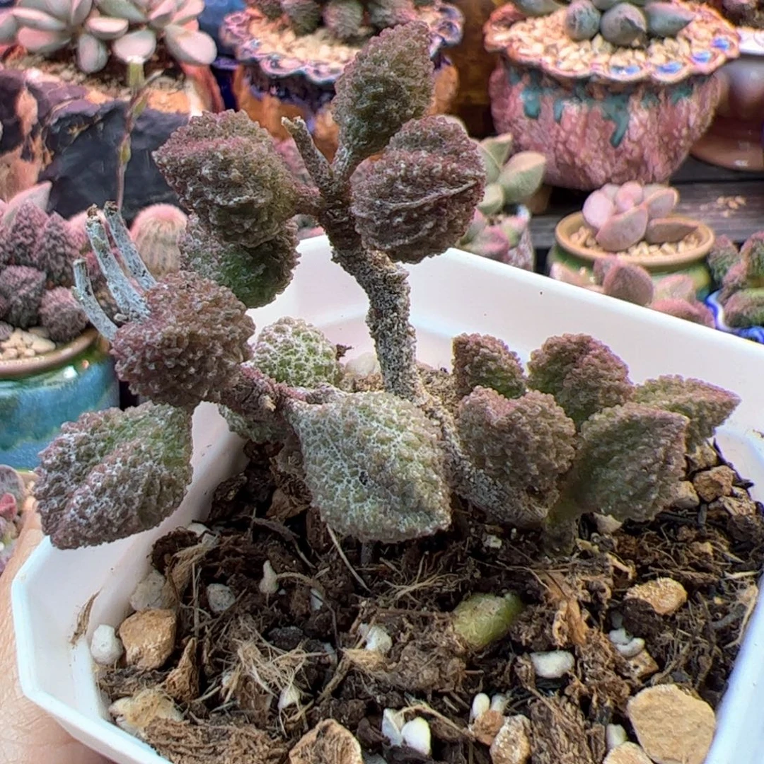 荔枝皮。
