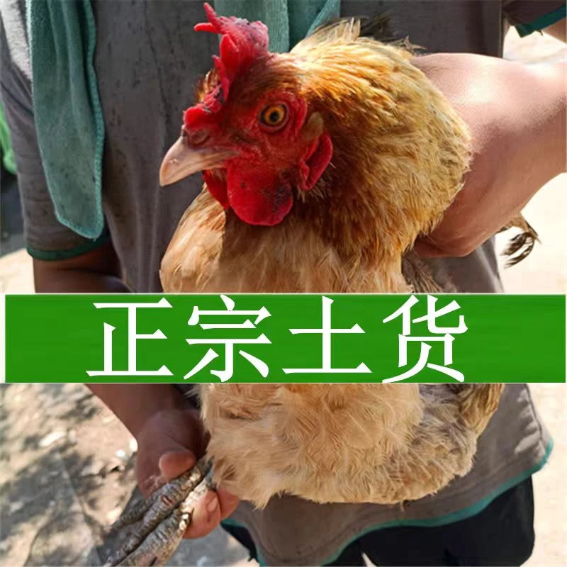 生态散养老母鸡土鸡走地鸡现杀新鲜