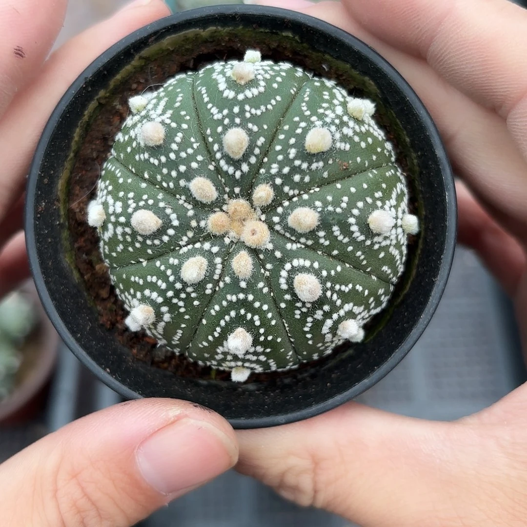 竞拍，一物一拍，脱土发