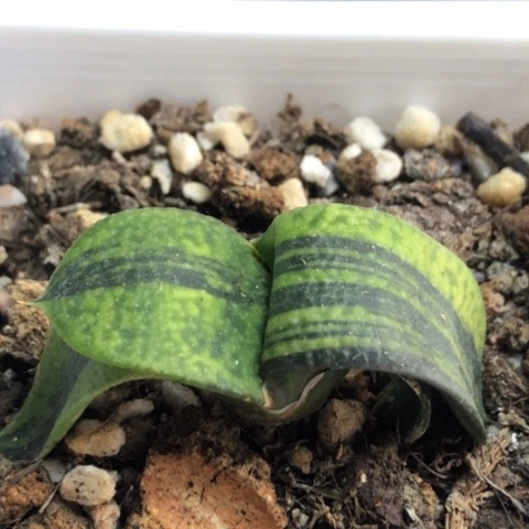 蜗牛锦带盆发货哈哈哈