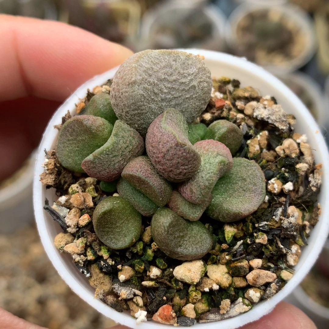 夏娃水泡 一物一拍