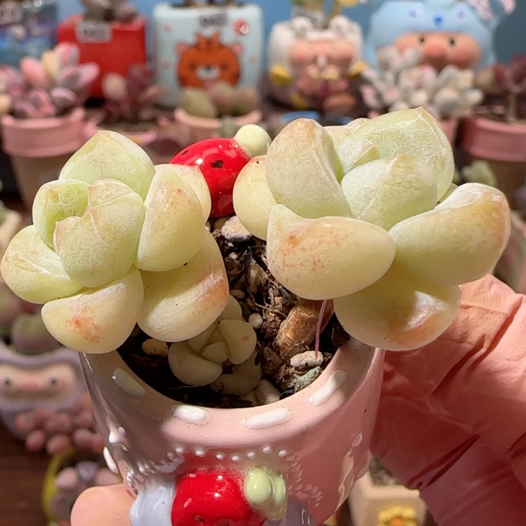 飘枝冰玉 盆口3cm