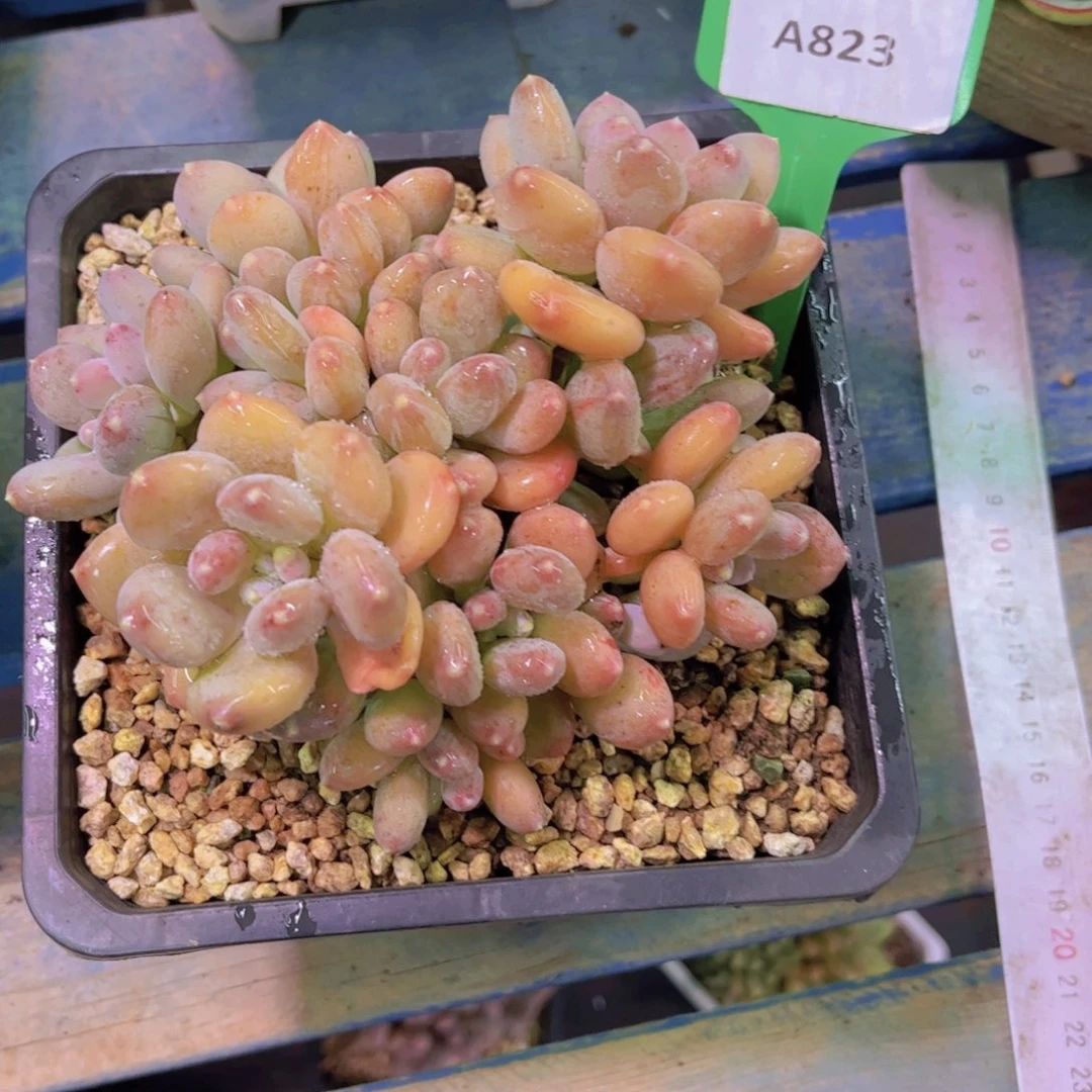 雨***陌咖啡美人Ａ８23一颗一物一拍