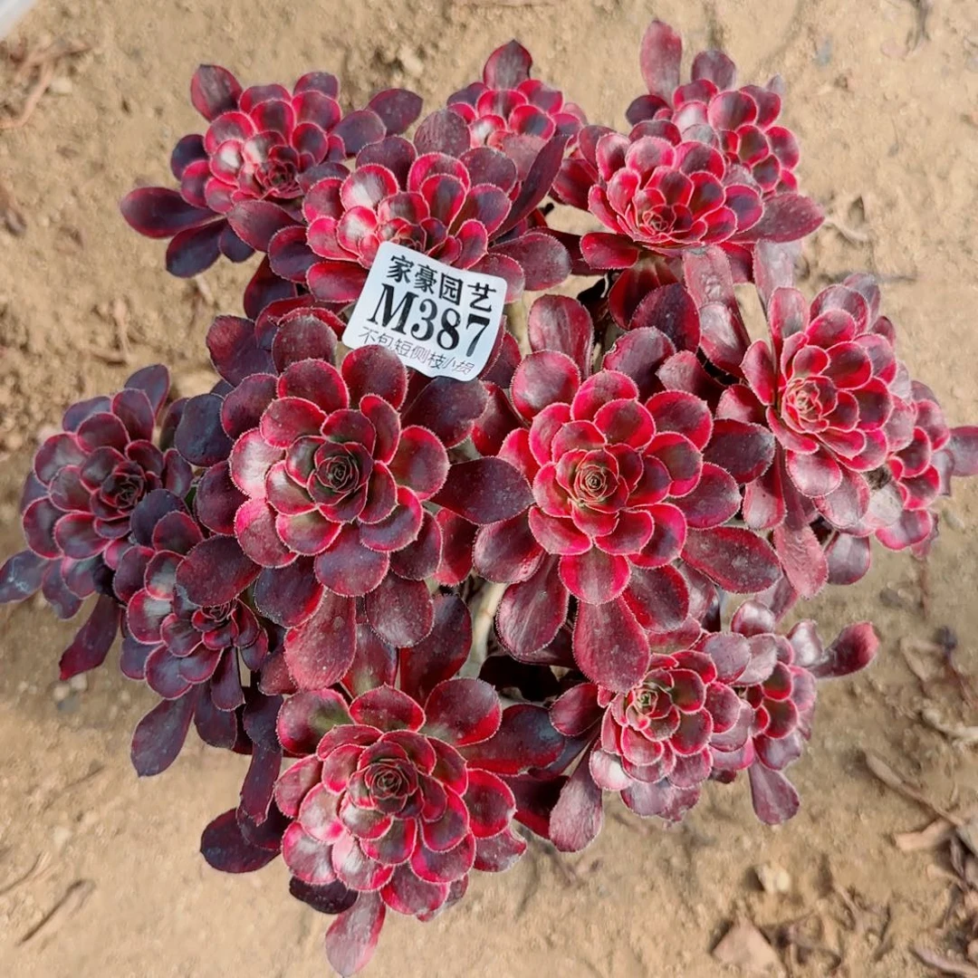 丽娜法师387冠幅25